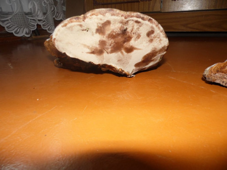 Трутовик лиственичный  (рубленный кусочками) 100г в Сургуте