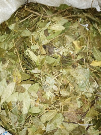 Барвинок трава 100 гр. в Сургуте